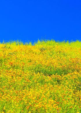 poppy flower field