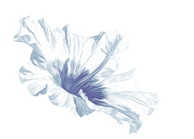 blue  hibiscus on white
