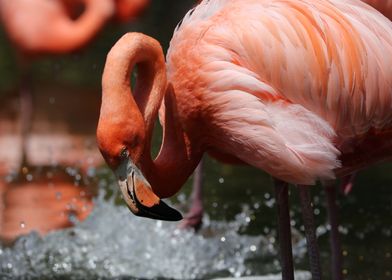 The American flamingo