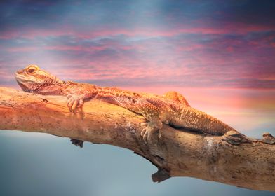 bearded dragon sunset