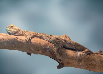 cute bearded dragon