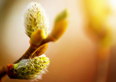 Macro catkin bud bazie sun