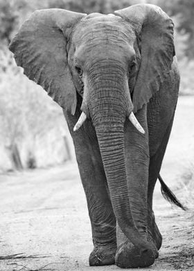 Elephant is walking