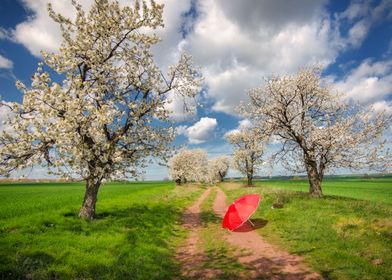 Red Ambrella