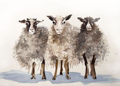 Watercolor sheeps