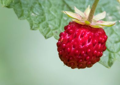 ripe red strawberries 