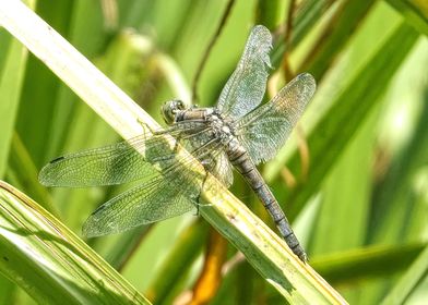 dragonfly on reed