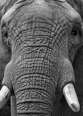 Elephant close up