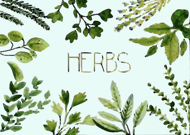 Herb Plants Watercolor