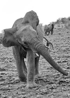 Elephant comes running