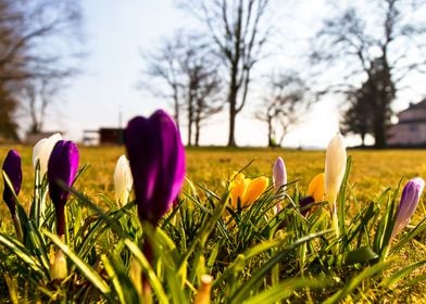 colorful crocuses