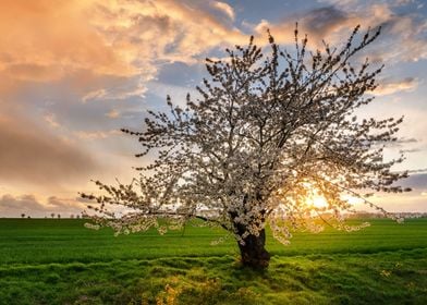 Cherrie Tree