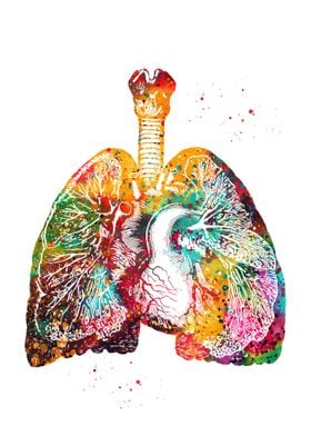Lungs and Heart 