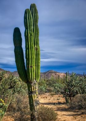 Desert Giant Cardon Cactus