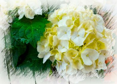 white hydrangea in bloom