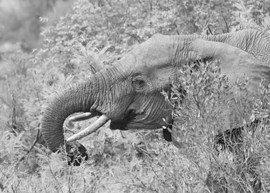 Elephant in the bush 