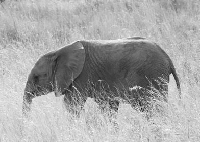 Elephant baby