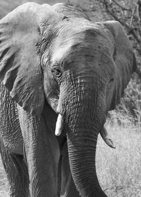 Elephant Portrait