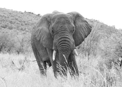 Big elephant in the nature