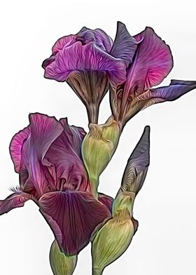 iris gladiolus in bloom