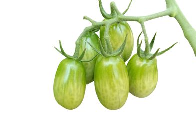 green tomato grows
