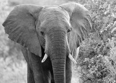 Elephant Portrait