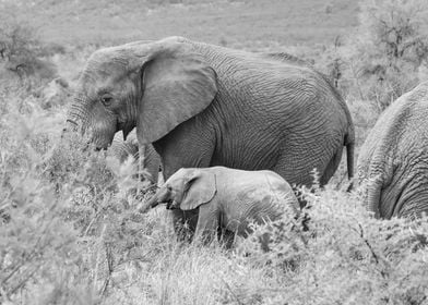 Elephant with Baby 