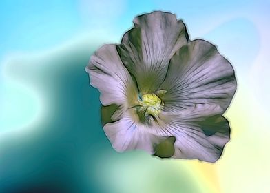 black hibiscus in bloom 