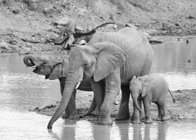 Elephants at waterhole