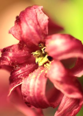 Hyacinthus