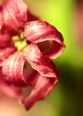 Hyacinthus