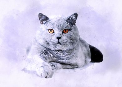 British shorthair cat