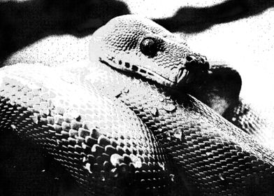 snake black and white