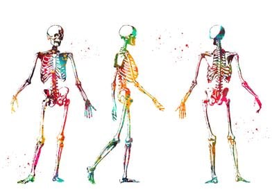 Human Body Skeleton 