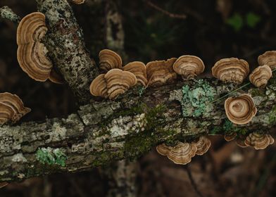 Mushroom Forest I