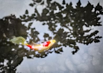 Koi Under Japanese Maple