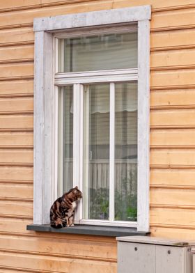 Cat Looking In