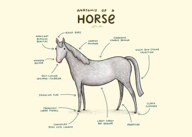 Anatomy of a Horse