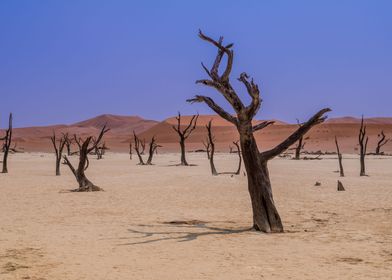 Desert du Namib Sossusvlei