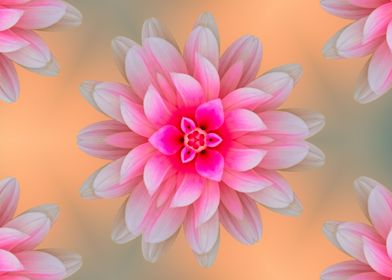 pink dahlia  background