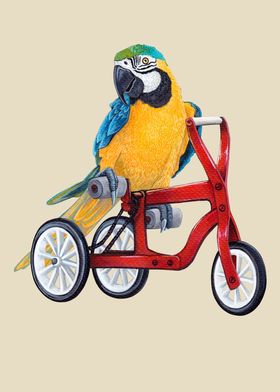 Macaw parrot on tricycle 