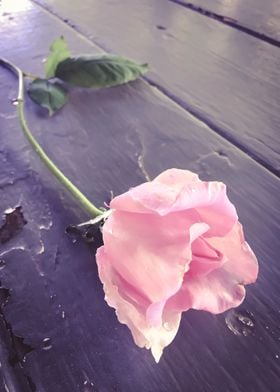 pink rose