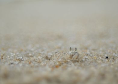 baby crab