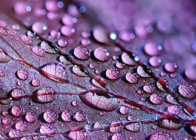 Droplets on leaf