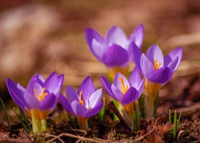 The crocus family