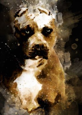 Pitbull Portrait