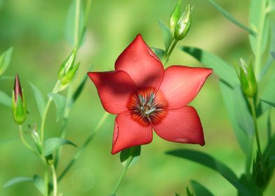 Flower macro