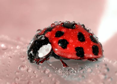 Water over ladybug