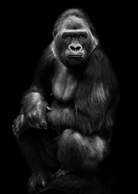 Dark Gorilla