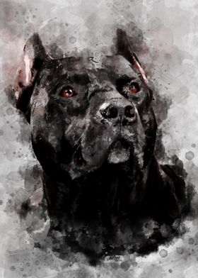 Black pitbull portrait